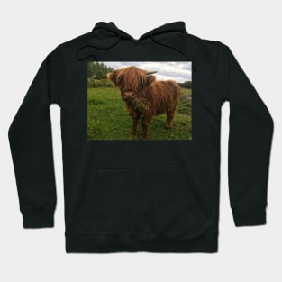 Scottish Highland Cattle Calf 2051 Hoodie